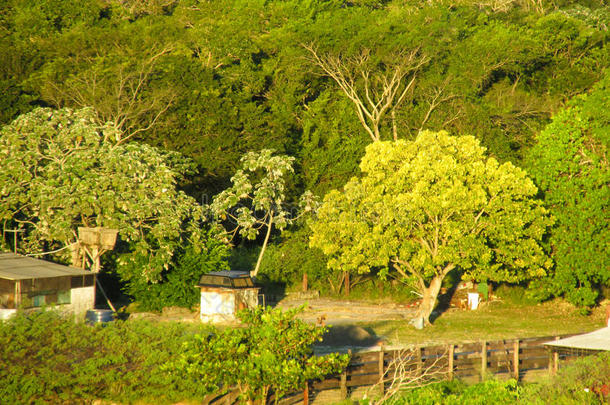 巴西湿地的绿色农场，潘塔纳尔