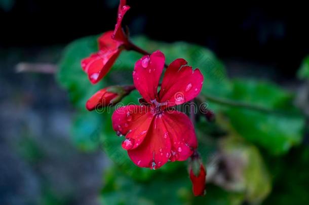 滴花雨雨滴红色