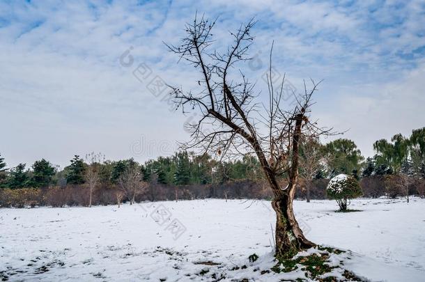 颜色对比风景下雪的树