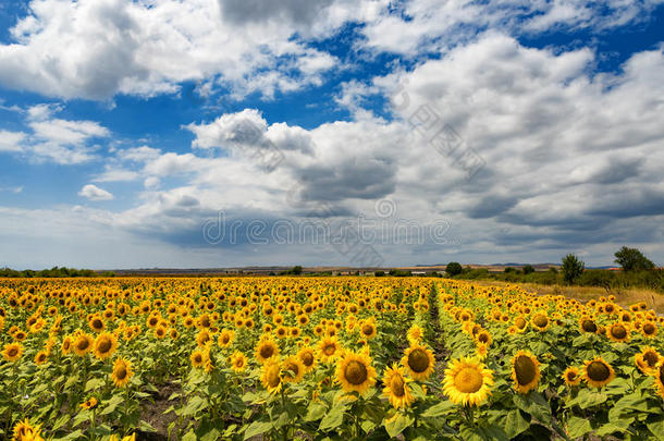 <strong>盛夏</strong>多云的日常景观。 保加利亚布尔加斯镇附近的向日葵田
