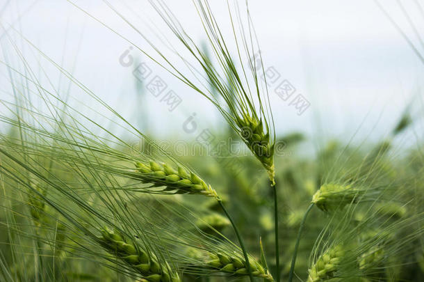 绿色未成熟小麦。 一片麦田。 许多谷物植物