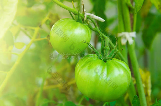 绿色西红柿与树叶特写。 <strong>有机素</strong>食。 新鲜<strong>有机</strong>蔬菜<strong>食品</strong>。