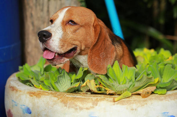 小猎犬在小水池里玩水