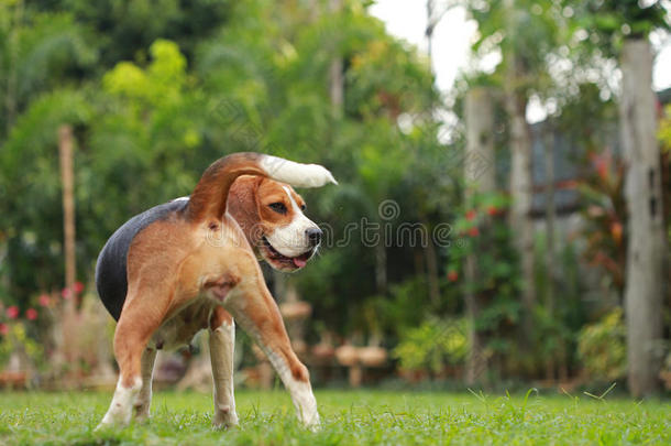 比格犬<strong>警惕</strong>发情周期