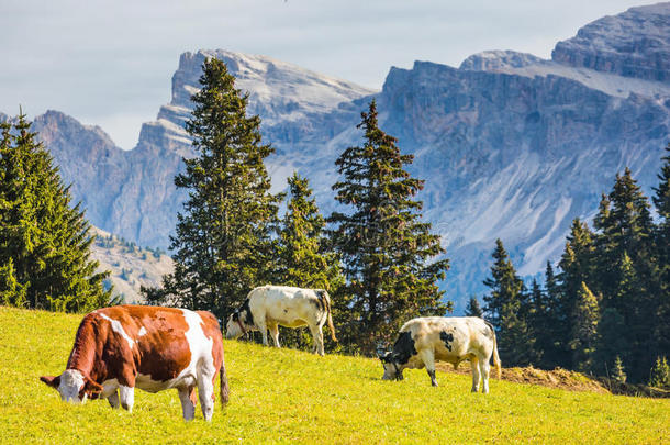 农业阿尔卑斯山动物美女棕色的