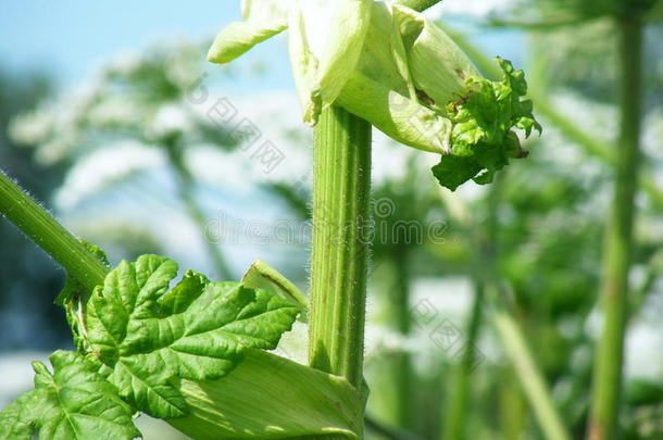 被子植物伞形科蜂房两年一次开花