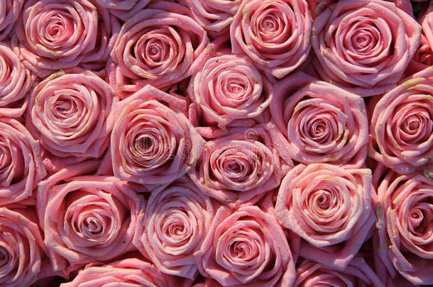 粉红色的新娘玫瑰