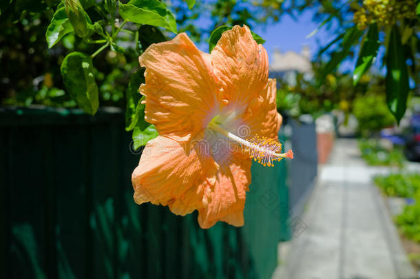 美丽的花，郊区的街道，房子，悉尼澳大利亚