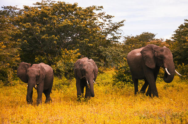 大象家族在南非灌木丛中行走和放牧
