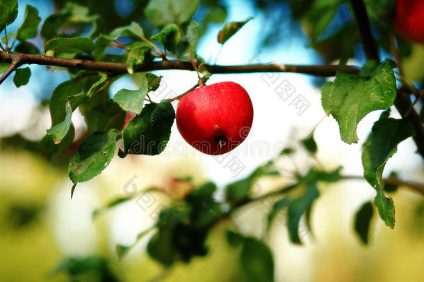 秋红苹果