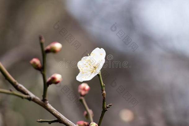 梅花