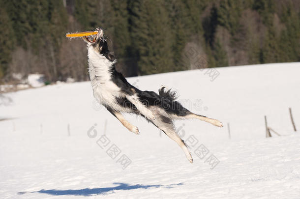 边境牧羊犬在抓住飞盘之前