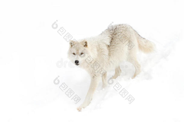 一只孤独的北极狼(；Canis狼疮arctos)；在加拿大冬天的雪中在白色背景上行走
