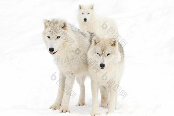 北极<strong>狼</strong>(；Canis<strong>狼</strong>疮arctos)；在加拿大冬季雪中以白色<strong>背景</strong>行走