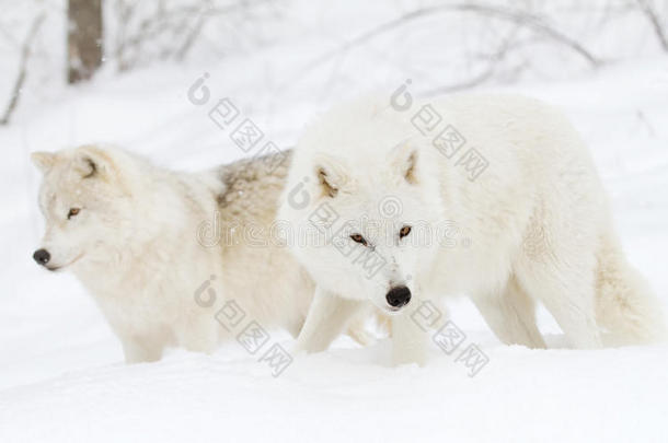 北极狼(；Canis狼疮arctos)；在加拿大冬季雪中以白色背景行走