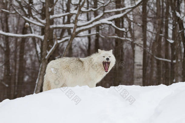 在加拿大冬天的<strong>雪中</strong>，一只孤独的北极狼犬狼狼疮arctos<strong>站在</strong>岩石悬崖上
