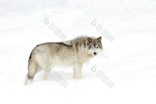 一只孤独的木狼或灰狼(；Canis狼疮)；在加拿大冬天的雪中，在白色背景下行走