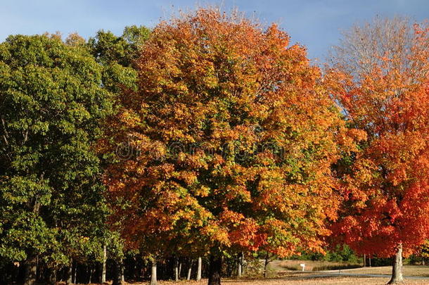 秋天的<strong>树</strong>变颜色了