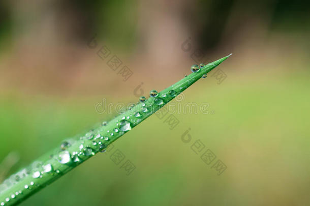 特写异国植物叶子与水滴，美丽的绿色草质地与水滴