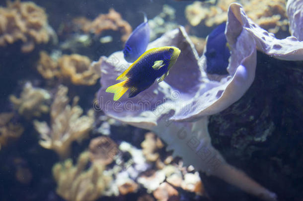 银莲花动物安提亚水族馆背景