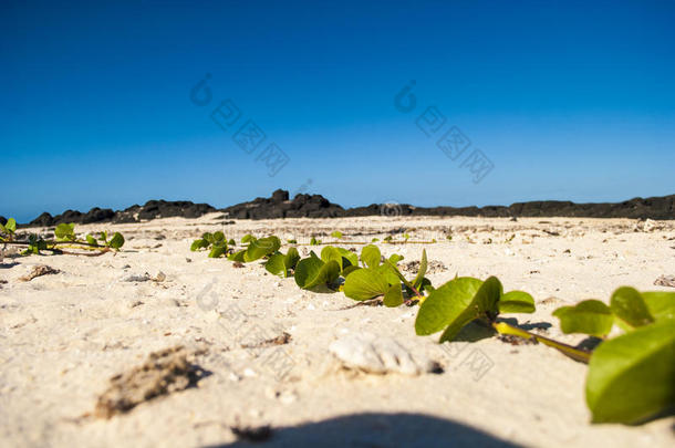 沙滩上的<strong>树状植物</strong>