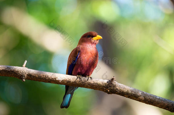 鸟宽嘴滚筒芡实马达加斯加岛