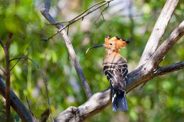 马达加斯加特有鸟类马达加斯加Hoopo