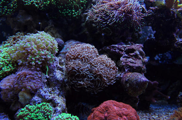 锤子珊瑚