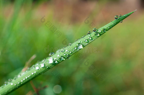 特写异国植物叶子与水滴，美丽的绿色草质地与水滴