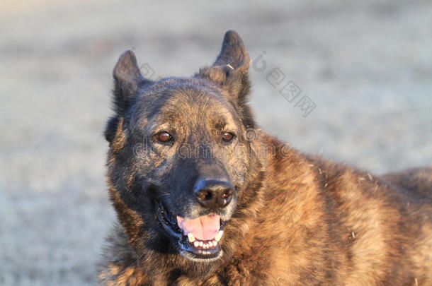 荷兰牧羊犬护卫犬<strong>警惕</strong>