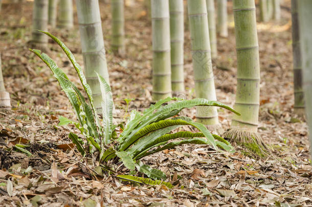 竹林细节