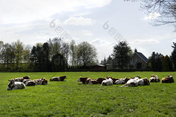 一群红白奶牛躺在农场附近的草地上
