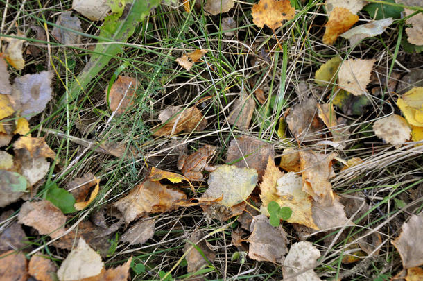 秋天的自然。 小棕色青蛙的背景是黄色的叶子，绿色和干燥的草。