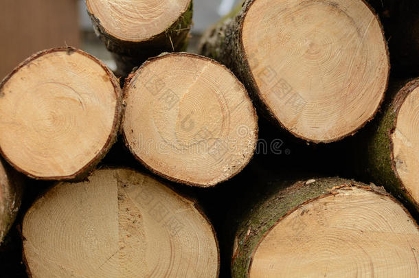 植树造林每年的环隙树皮有缺口的