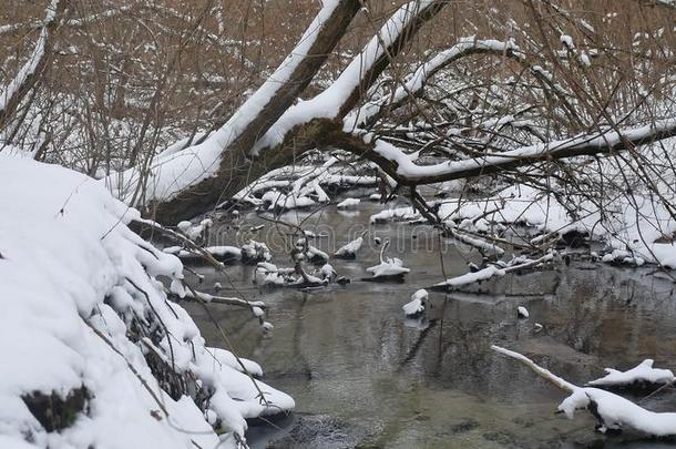 小溪在树林里风景自然冬天流水，小河在雪中