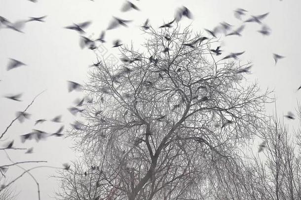 一群鸟从树上起飞，一群乌鸦黑鸟干树