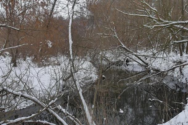 小溪在树林里自然，冬天流水，风景小河在雪地里