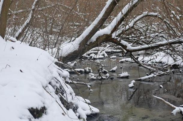 小溪在树林里风景自然冬天流水，小河在雪中