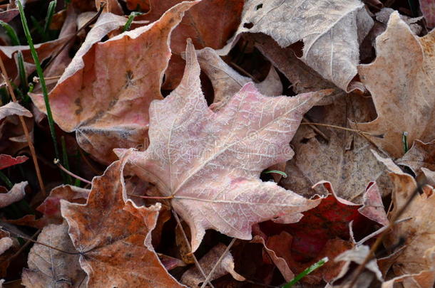 霜在落叶的叶脉上形成冰晶