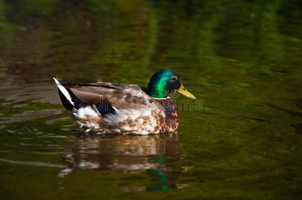 野生动物中的鸟类和动物。 令人惊叹的绿鸭在阳光下游泳在湖泊或河流中。 特写镜头