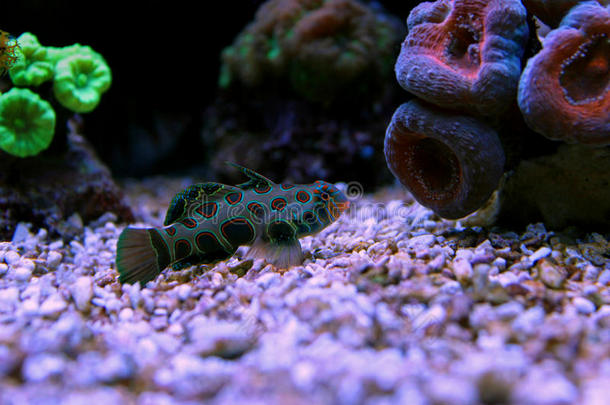 绿斑桂鱼