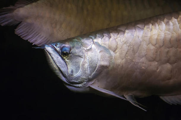 亚马逊美国人动物水族馆金龙鱼