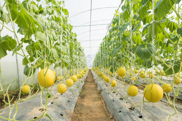 农业哈密瓜并置作物栽培