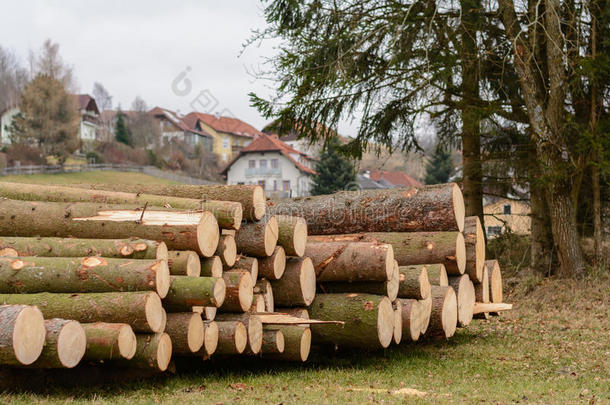 植树造林每年的环隙树皮有缺口的