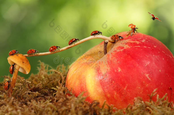 特写许多<strong>小瓢虫</strong>从绿色背景的苹果上的蘑菇移动到树枝上飞走。 动物幽默。