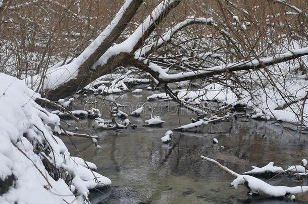 小溪在树林里风景自然冬天流水，小河在雪中