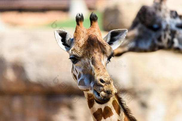 非洲长颈鹿头像