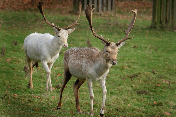 休耕鹿鹿具有罕见的白鹿品种。