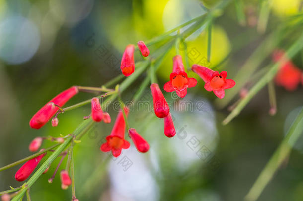 模糊的红色鞭炮花