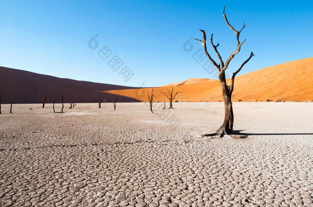 死骆驼刺树在死谷<strong>干锅</strong>与开裂的土壤在纳米布沙漠红色沙丘中部，索苏斯韦莱